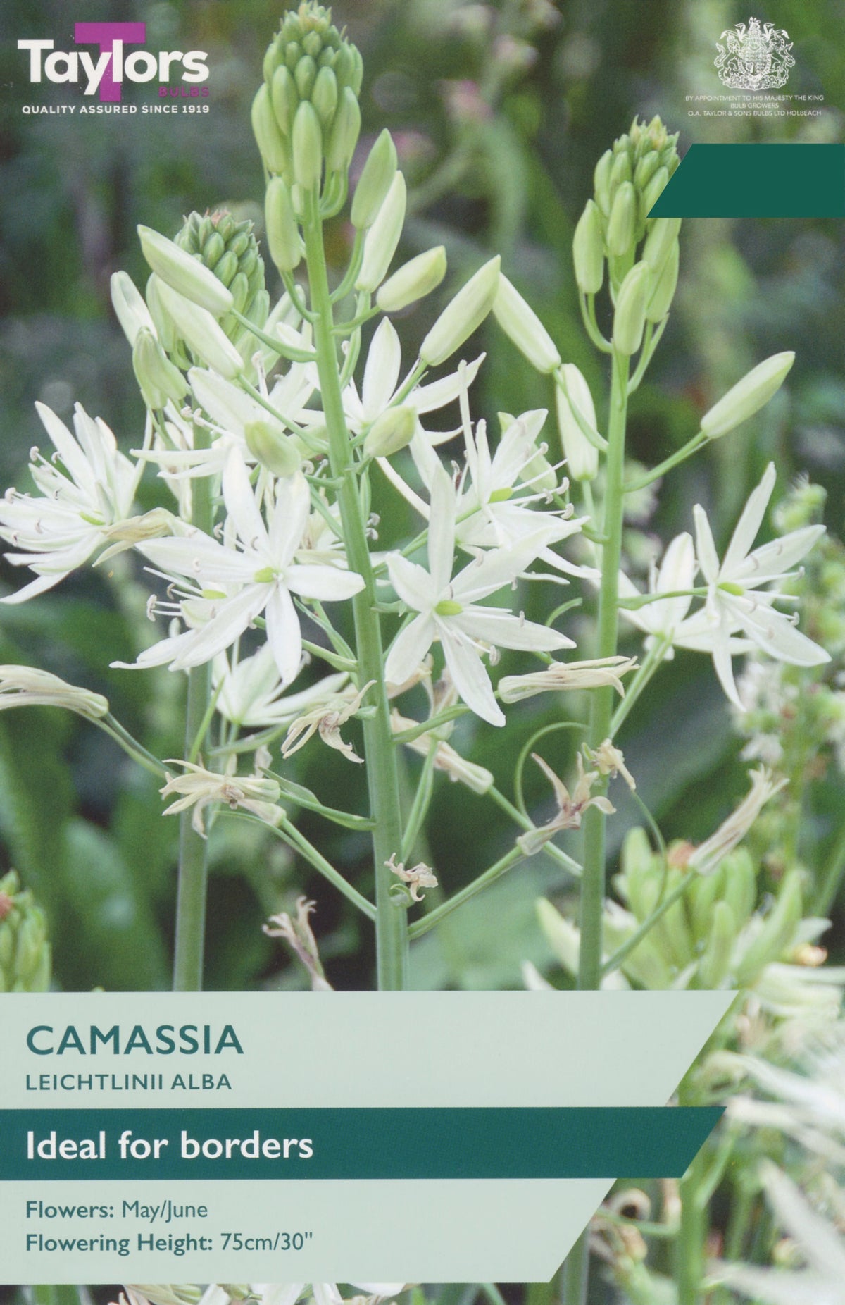 Camassia Leichtlinii Alba plant with white star-shaped flowers and green buds, shown with Taylor's branding and product text overlays.