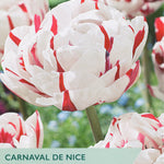 Tulip ‘Carnaval De Nice’