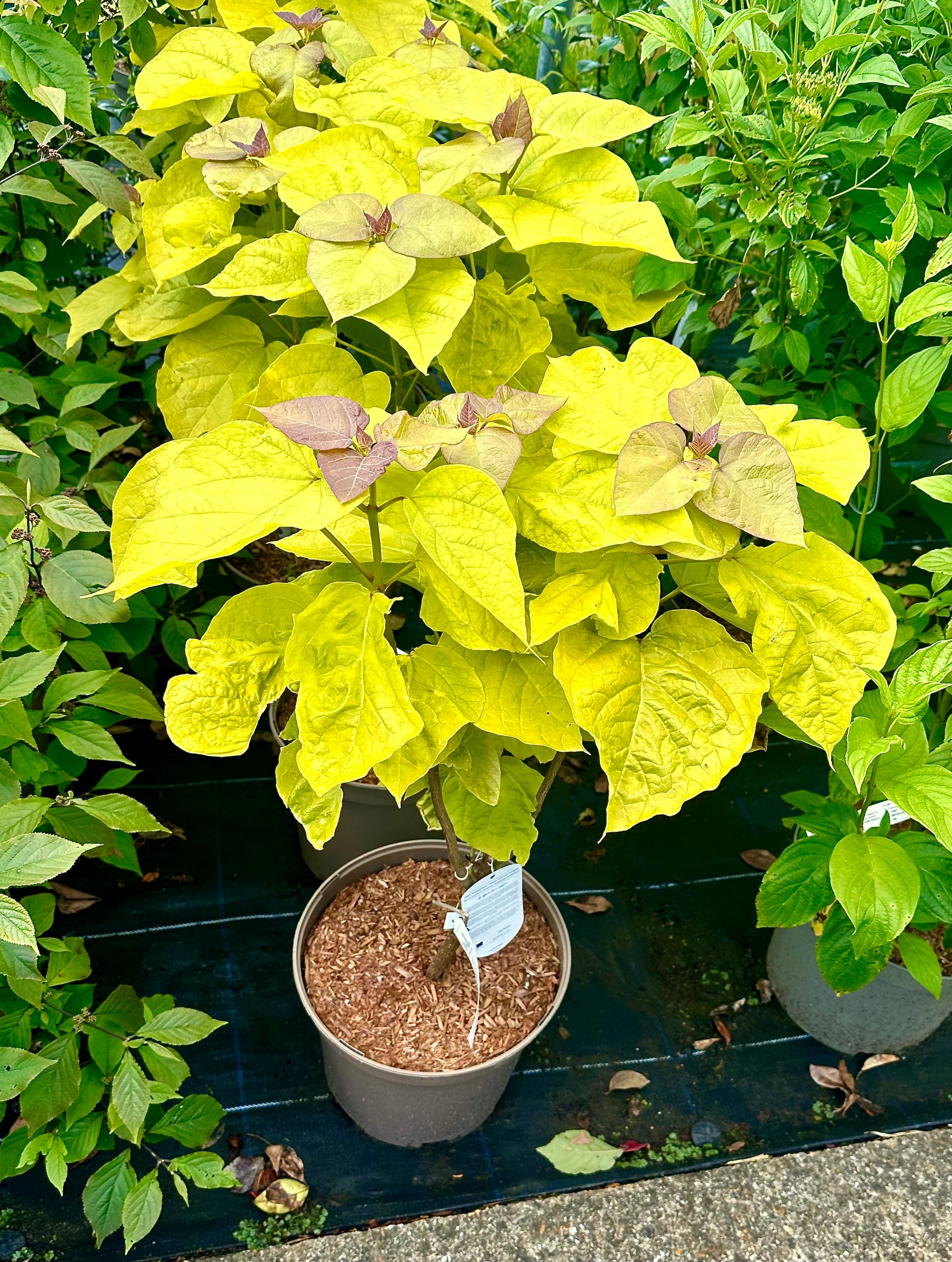 Catalpa bignonioides 'Aurea'