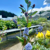 Ceanothus 'Autumnal blue'