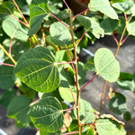 Cercidiphyllum japonicum - 10Litre