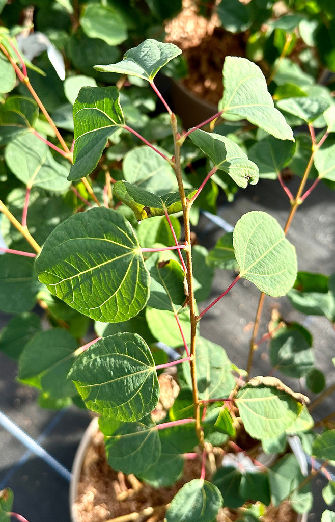 Cercidiphyllum japonicum - 10Litre