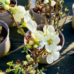 Potted plants with white flowers on a dark surface