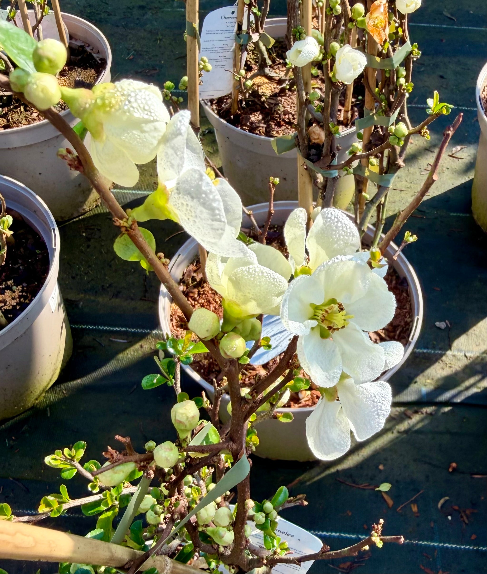 Potted plants with white flowers on a dark surface