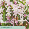 Flower packet for Chionodoxa 'Pink Giant' with pink flowers and green leaves.