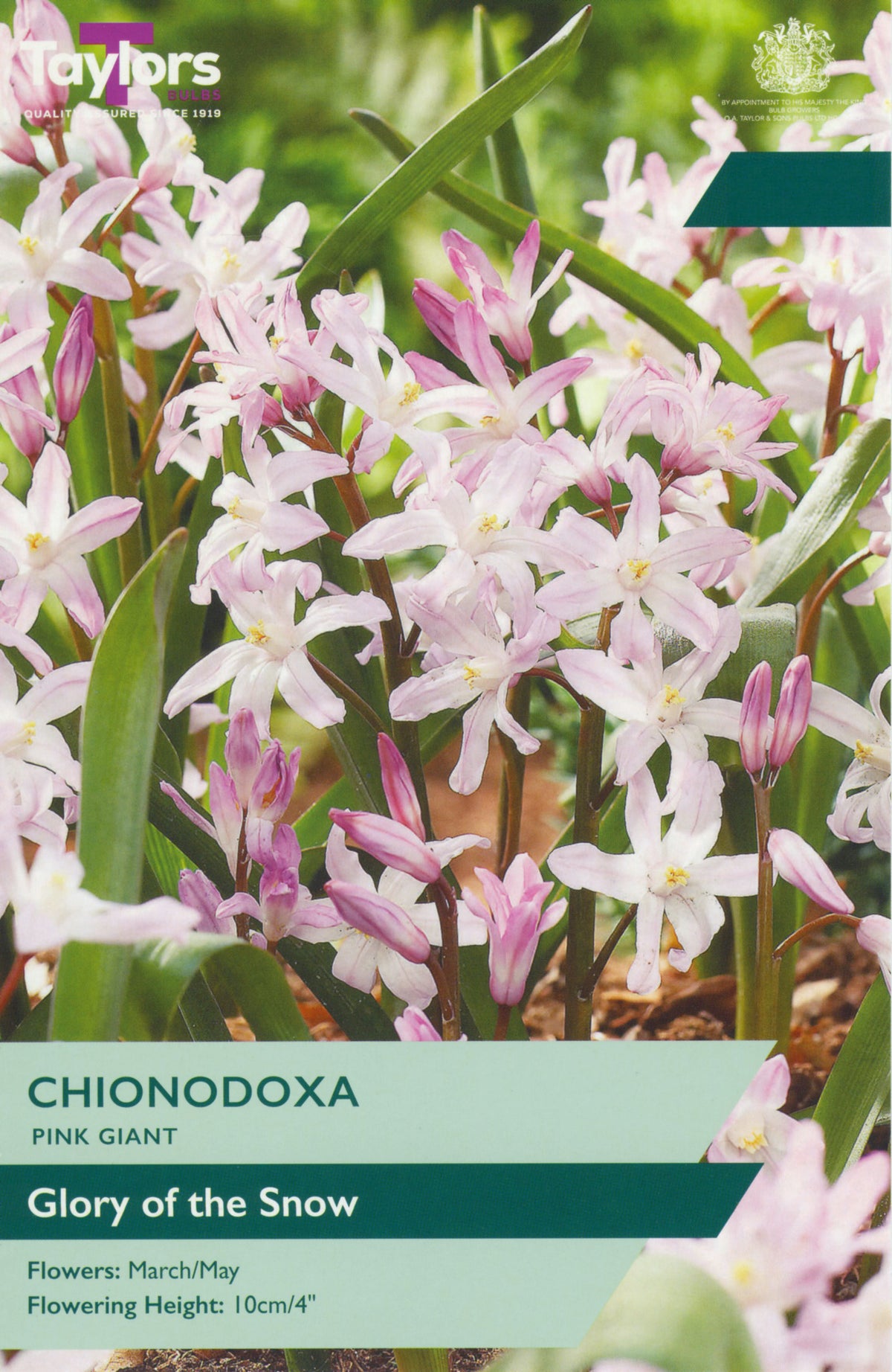 Flower packet for Chionodoxa 'Pink Giant' with pink flowers and green leaves.