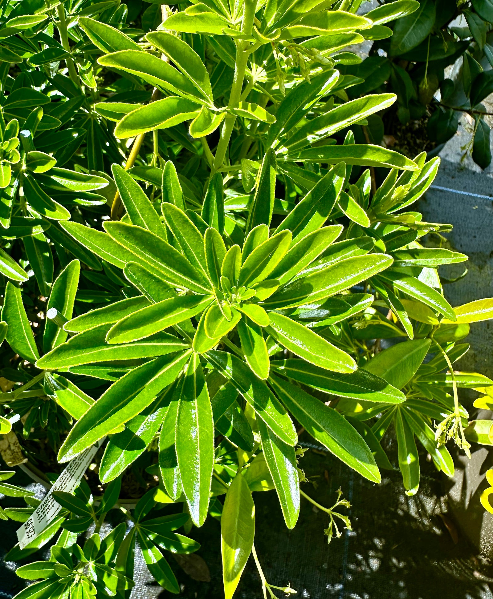 Choisya ternata 'Greenfingers'