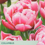 Tulip ‘Columbus’