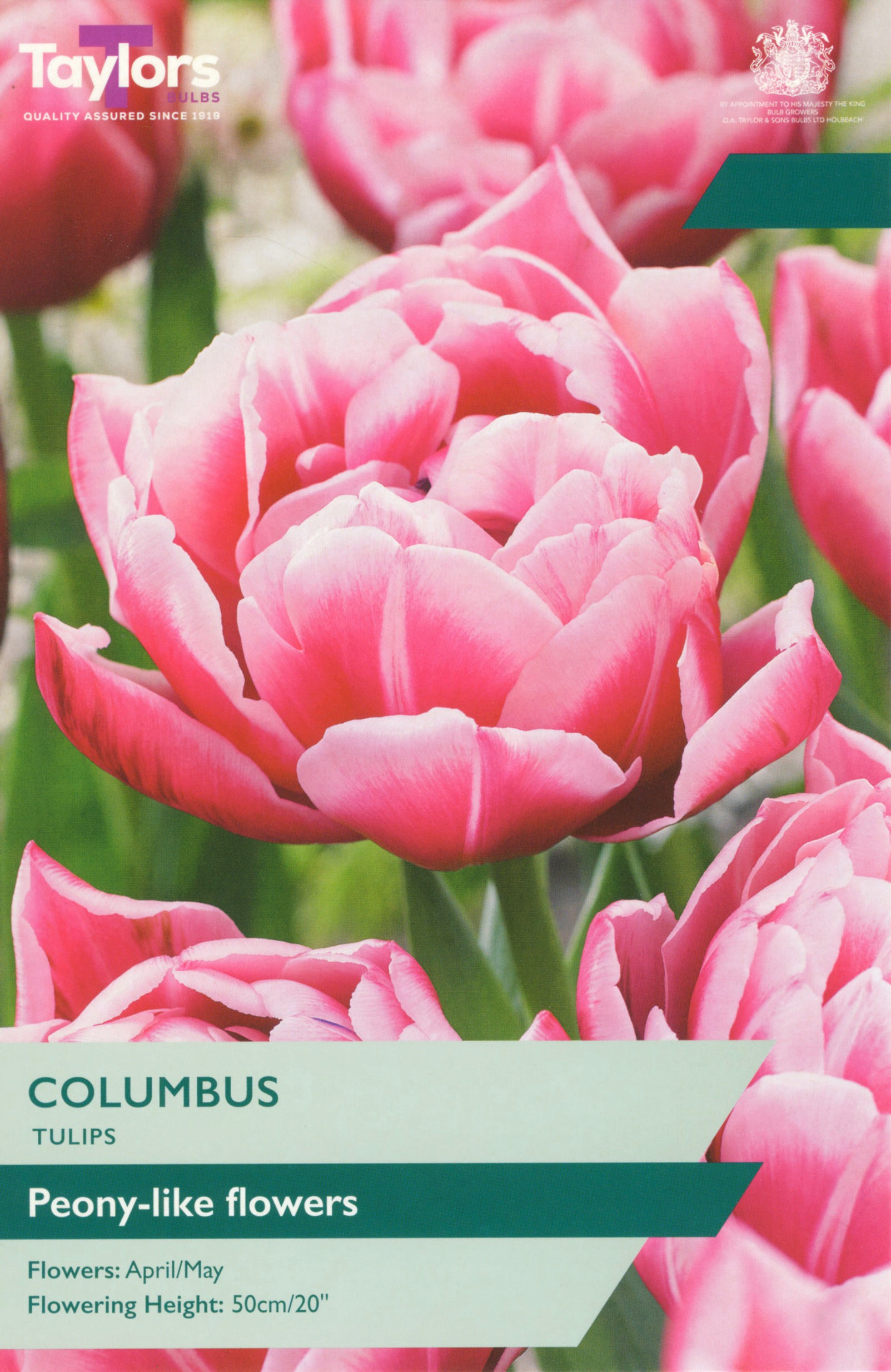 Tulip ‘Columbus’