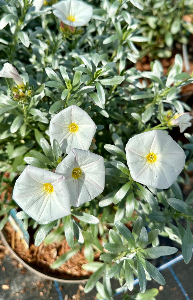 Convolvulus cneorum - 7.5Litre