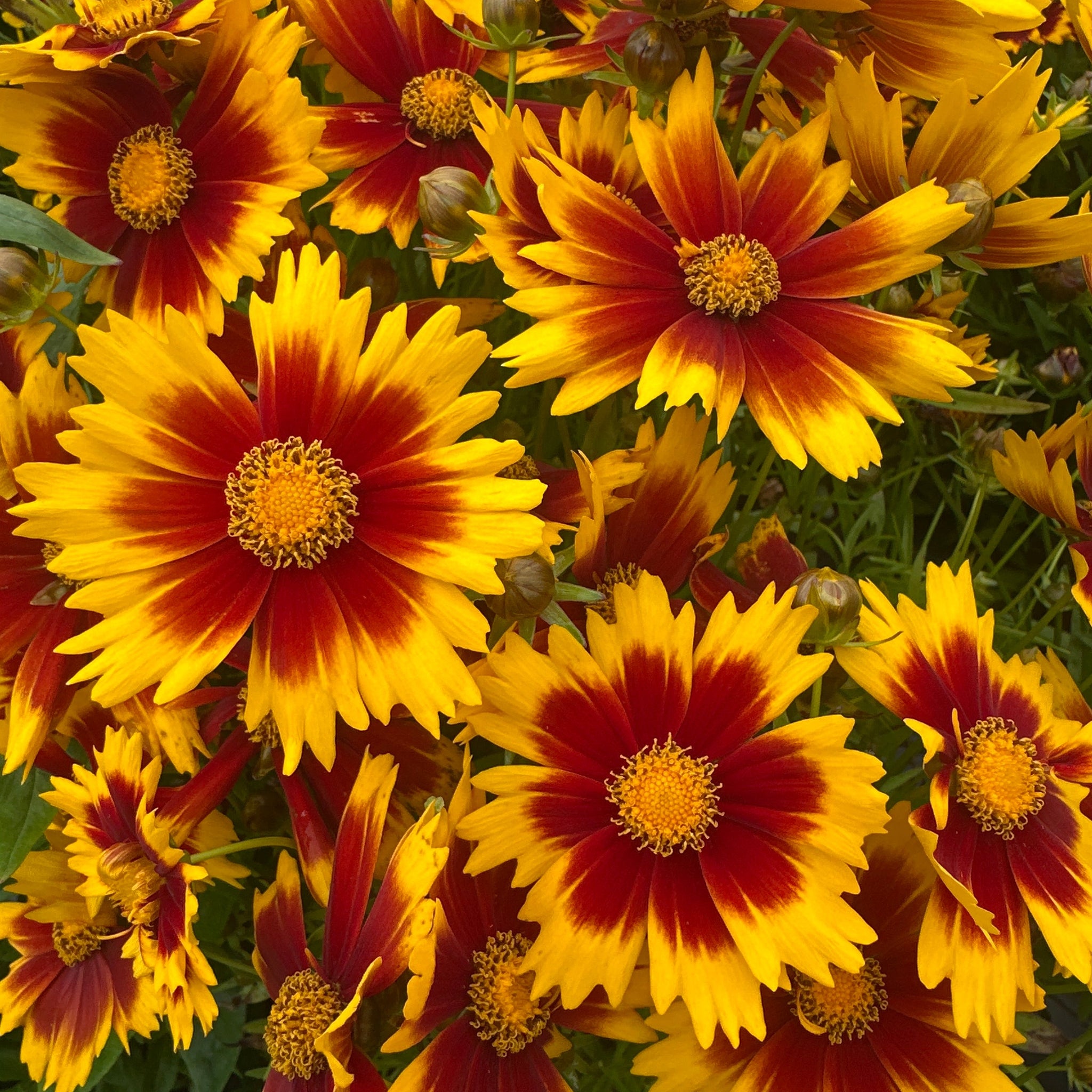 red and yellow flower
