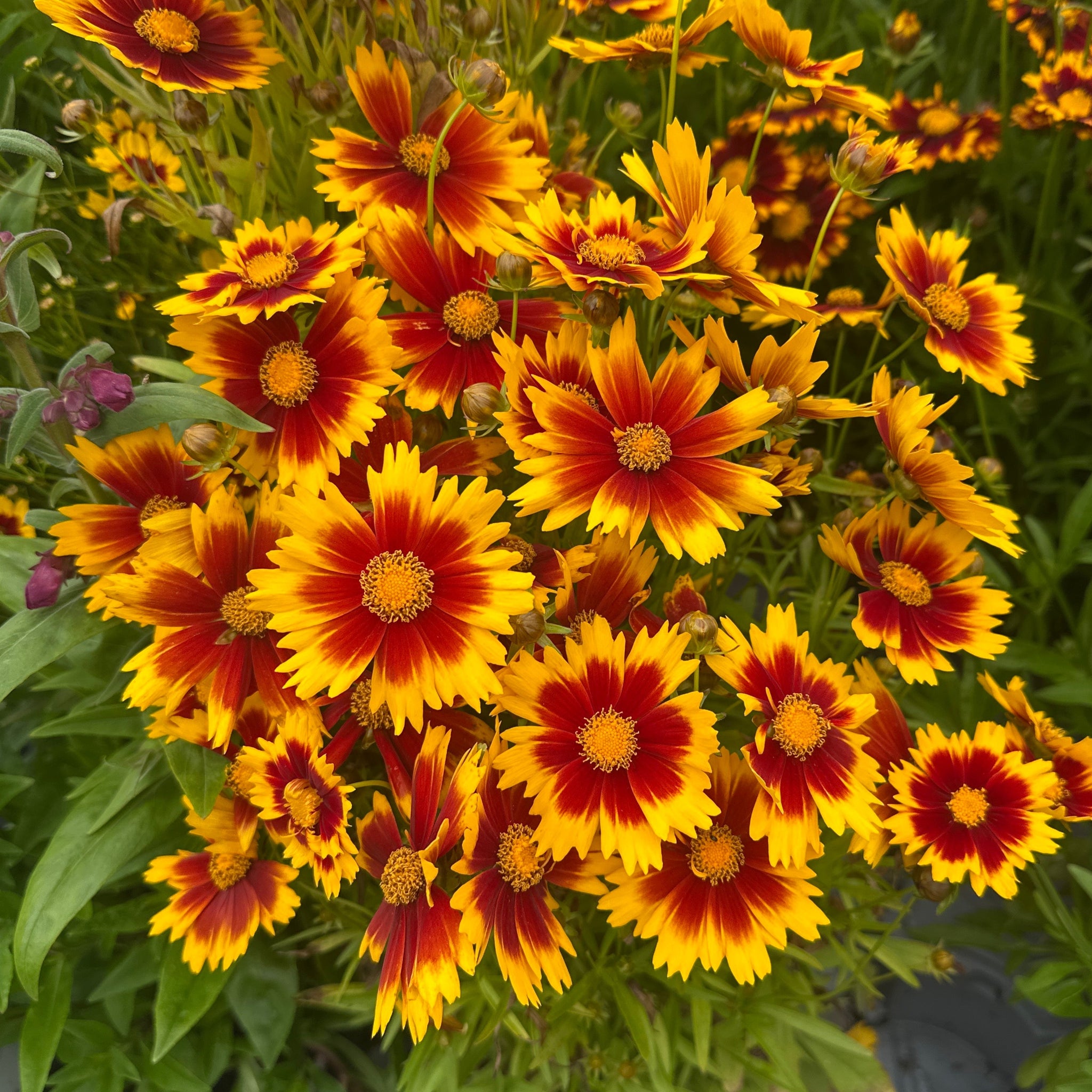 lovely bushy plant with yellow and red flowers