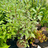 Cornus alba 'Elegantissima'