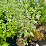 Cornus alba 'Elegantissima'