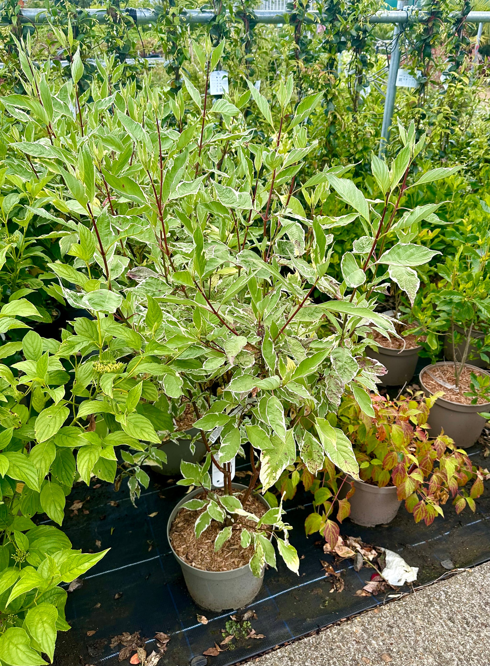 Cornus alba 'Elegantissima'