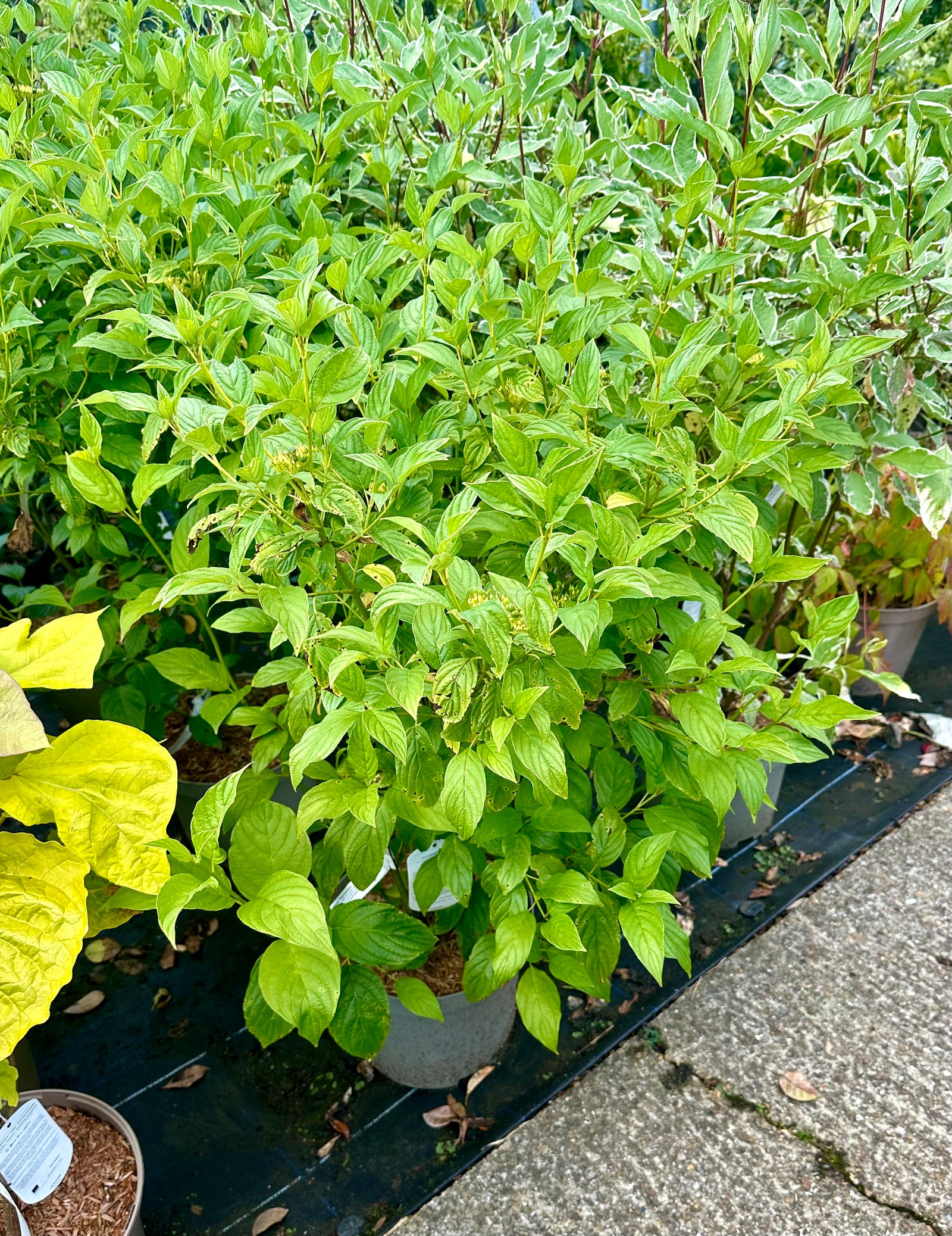 Cornus sericea 'Flaviramea'