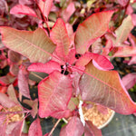 Autumn pink leaves 