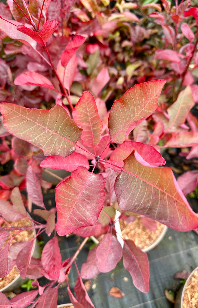 Cotinus 'Grace' - 10Litre