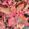 Cotinus ‘Grace' - 7.5Litre