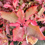 Cotinus ‘Grace' - 7.5Litre