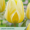 Tulip ‘Cream Cocktail’