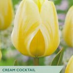 Tulip ‘Cream Cocktail’