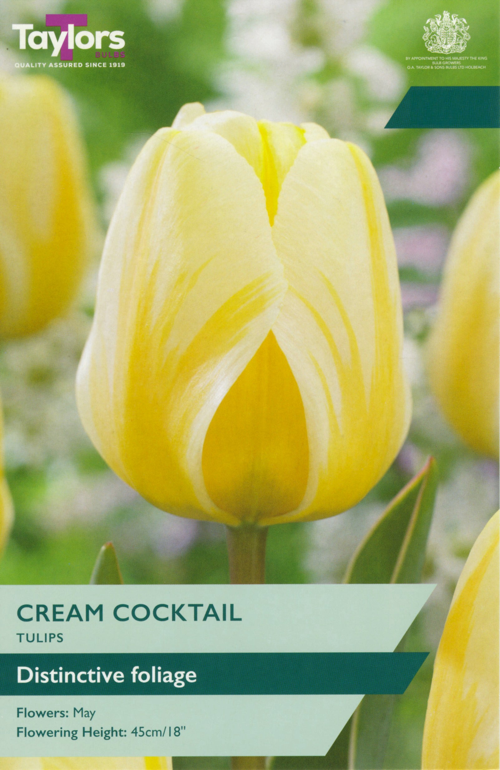 Tulip ‘Cream Cocktail’