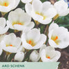 Taylors seed packet for Ard Schenk Crocus with white flowers and green label.