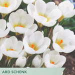 Taylors seed packet for Ard Schenk Crocus with white flowers and green label.
