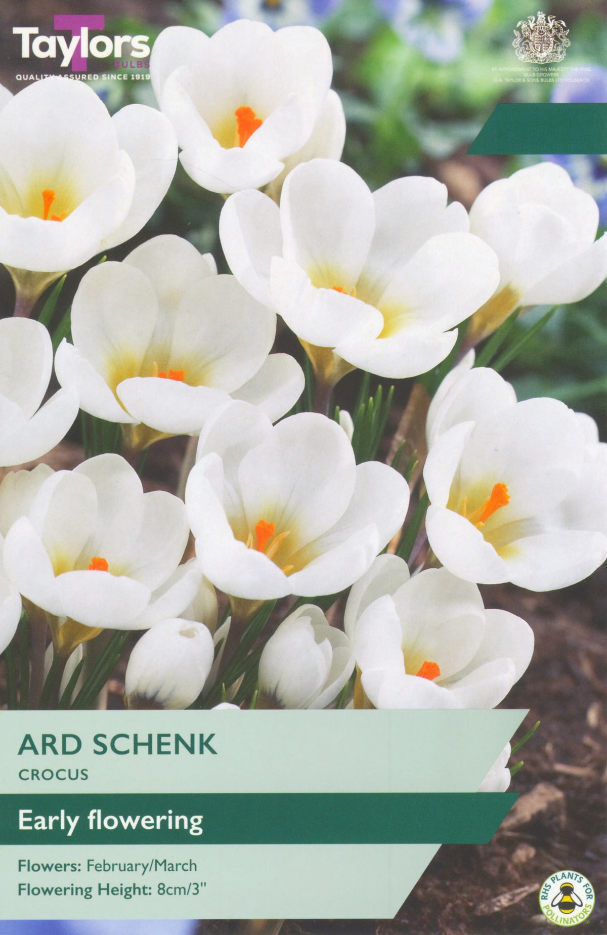 Taylors seed packet for Ard Schenk Crocus with white flowers and green label.