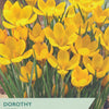 Yellow crocus flowers with a label indicating 'Taylors' and 'Dorothy Crocus'.