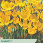 Yellow crocus flowers with a label indicating 'Taylors' and 'Dorothy Crocus'.