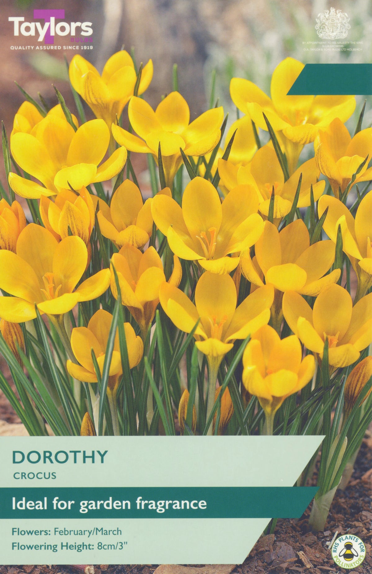 Yellow crocus flowers with a label indicating 'Taylors' and 'Dorothy Crocus'.