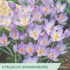 Taylors Etruscus Zwanenburg Crocus packet with purple flowers and green label.