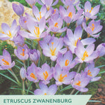 Taylors Etruscus Zwanenburg Crocus packet with purple flowers and green label.