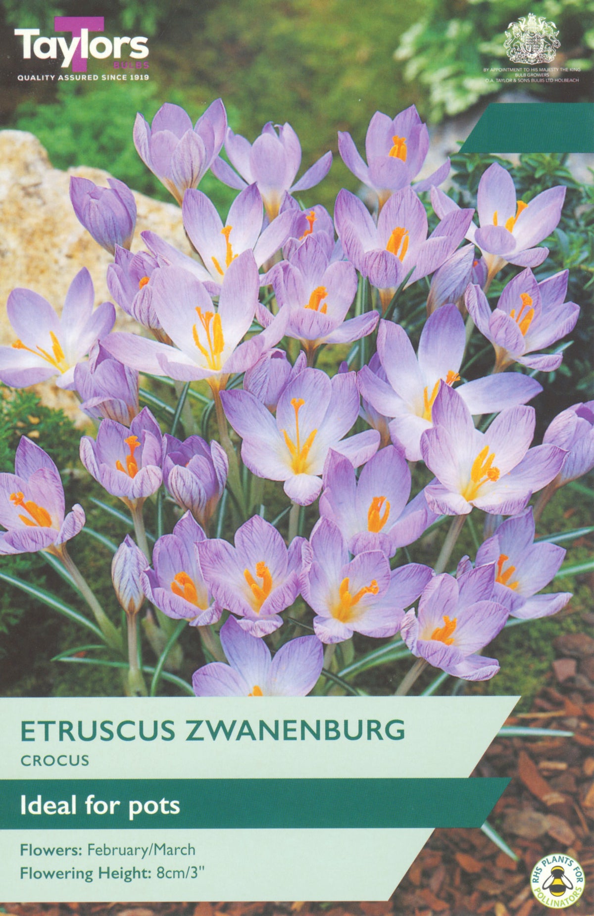 Taylors Etruscus Zwanenburg Crocus packet with purple flowers and green label.
