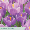 Taylors flower record for crocus with purple flowers and green label.