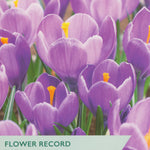 Taylors flower record for crocus with purple flowers and green label.