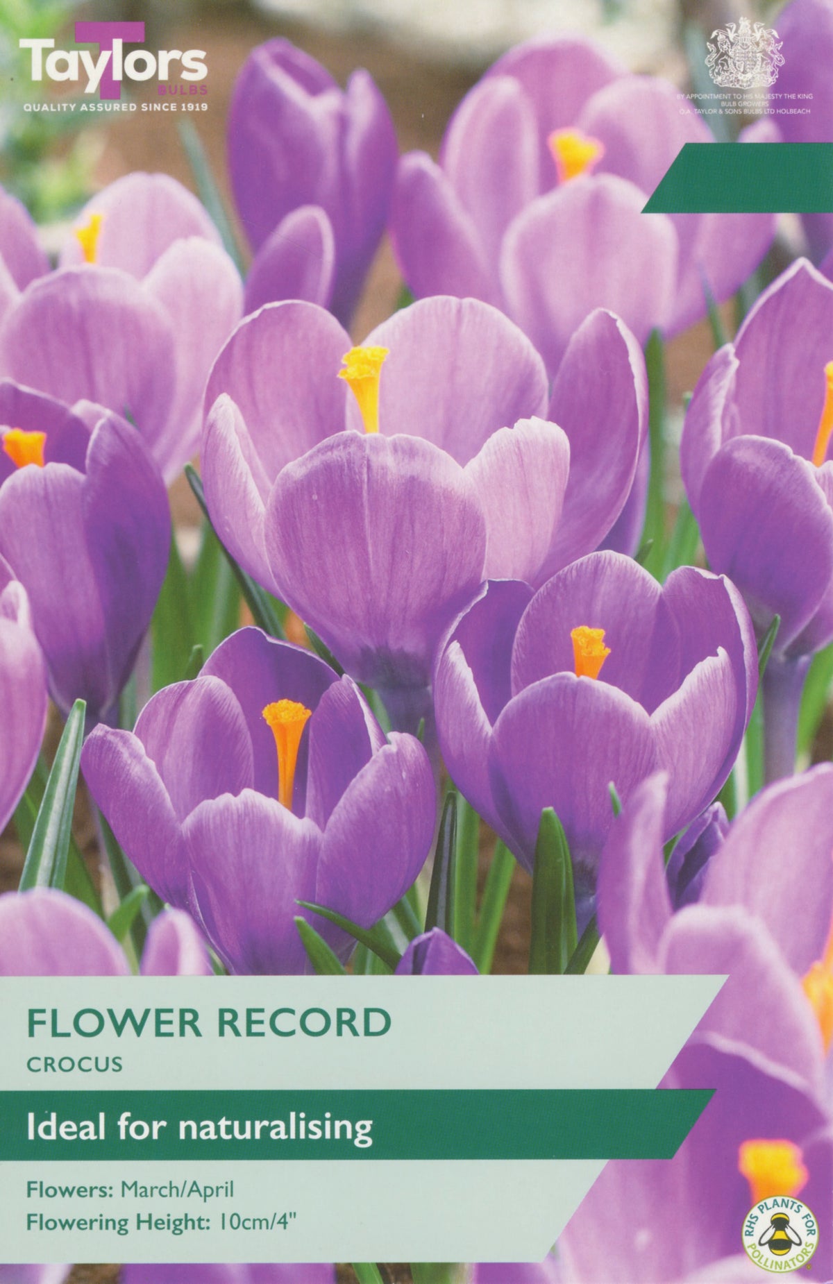 Taylors flower record for crocus with purple flowers and green label.