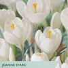 Taylors Bulbs Jeanne d'Arc Crocus packaging with white flowers and yellow centers.