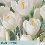 Taylors Bulbs Jeanne d'Arc Crocus packaging with white flowers and yellow centers.