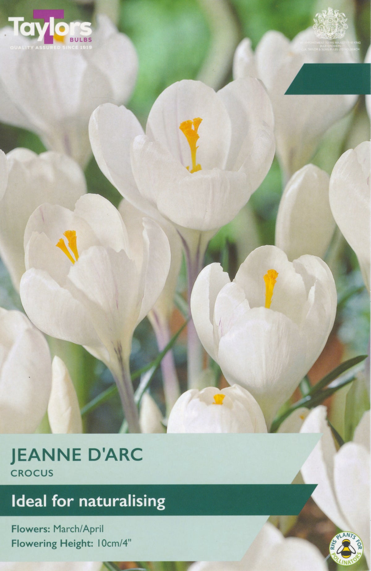 Taylors Bulbs Jeanne d'Arc Crocus packaging with white flowers and yellow centers.