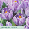 Taylors Bulbs packaging for 'King of the Striped' crocus with purple flowers and green text.