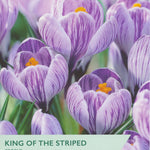 Taylors Bulbs packaging for 'King of the Striped' crocus with purple flowers and green text.