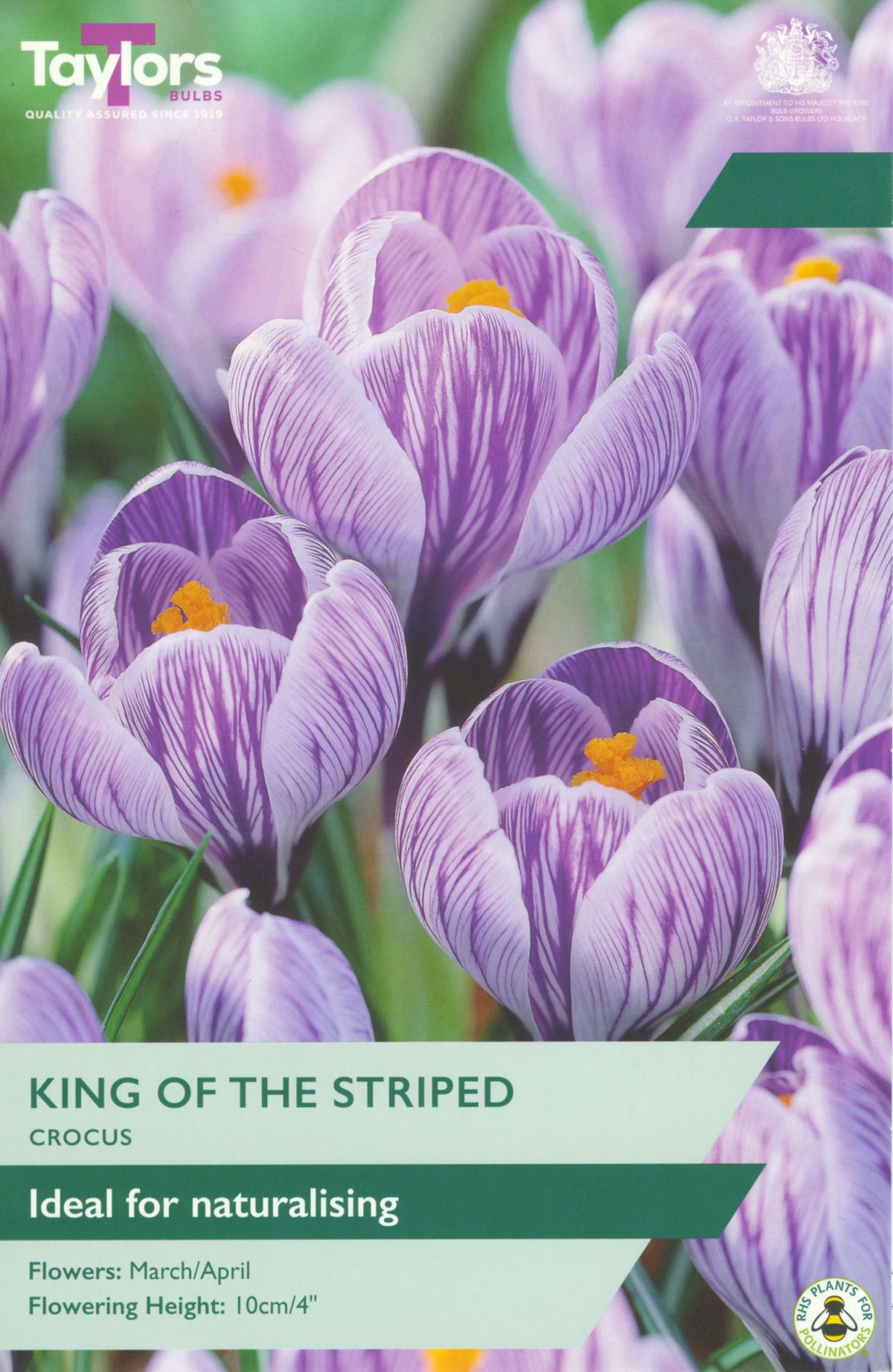 Taylors Bulbs packaging for 'King of the Striped' crocus with purple flowers and green text.