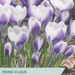 Taylors Bulbs Prins Claus Crocus packaging with purple and white flowers.