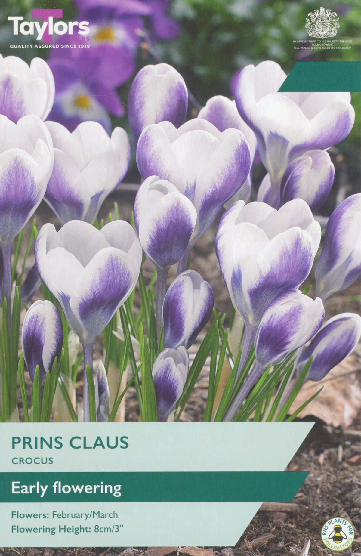 Taylors Bulbs Prins Claus Crocus packaging with purple and white flowers.
