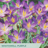 Packaging of Taylors Bulbs Whitewell Purple Crocus with purple flowers and yellow centers.
