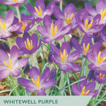 Packaging of Taylors Bulbs Whitewell Purple Crocus with purple flowers and yellow centers.