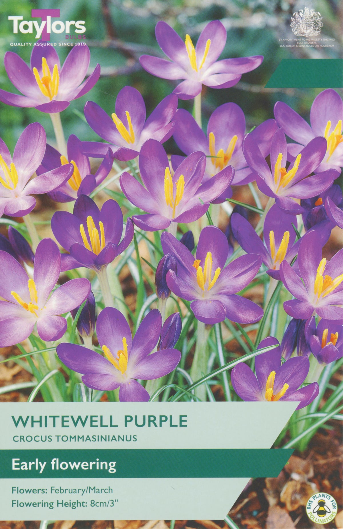 Packaging of Taylors Bulbs Whitewell Purple Crocus with purple flowers and yellow centers.